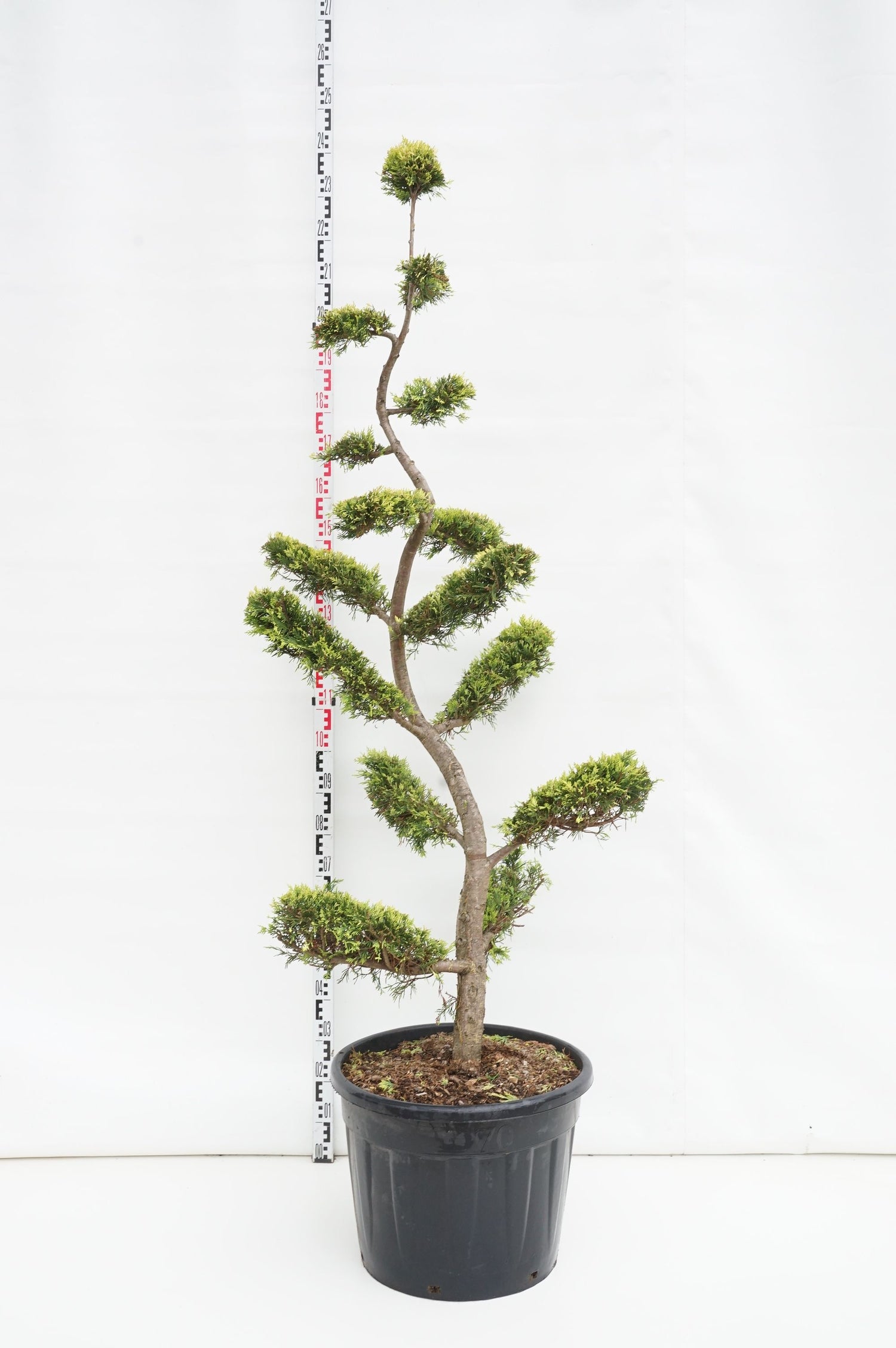 Leylandcypress l. &