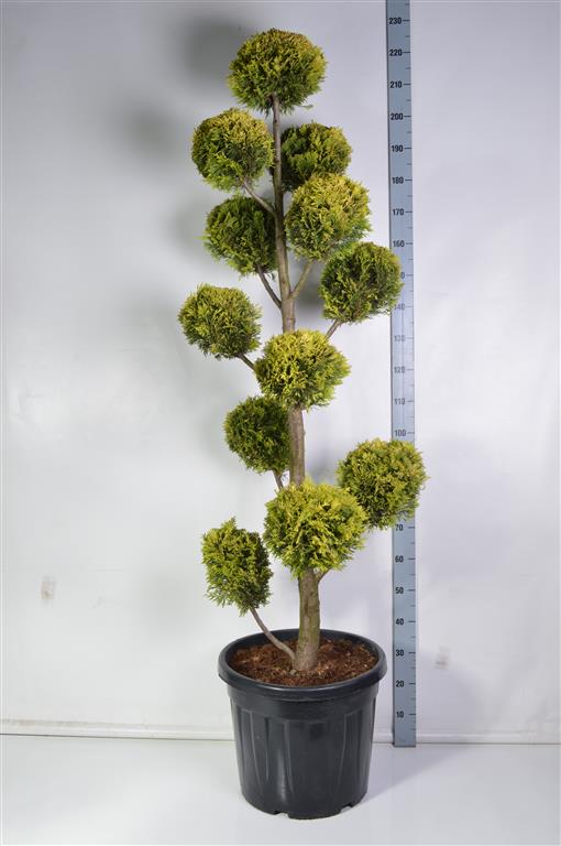 Leylandcypress l. &