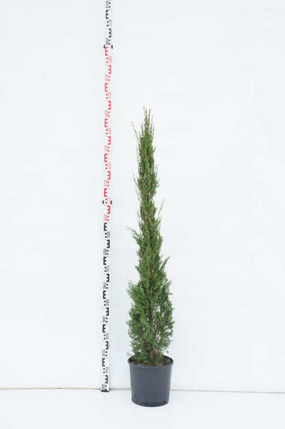 Cupressus sempervirens &
