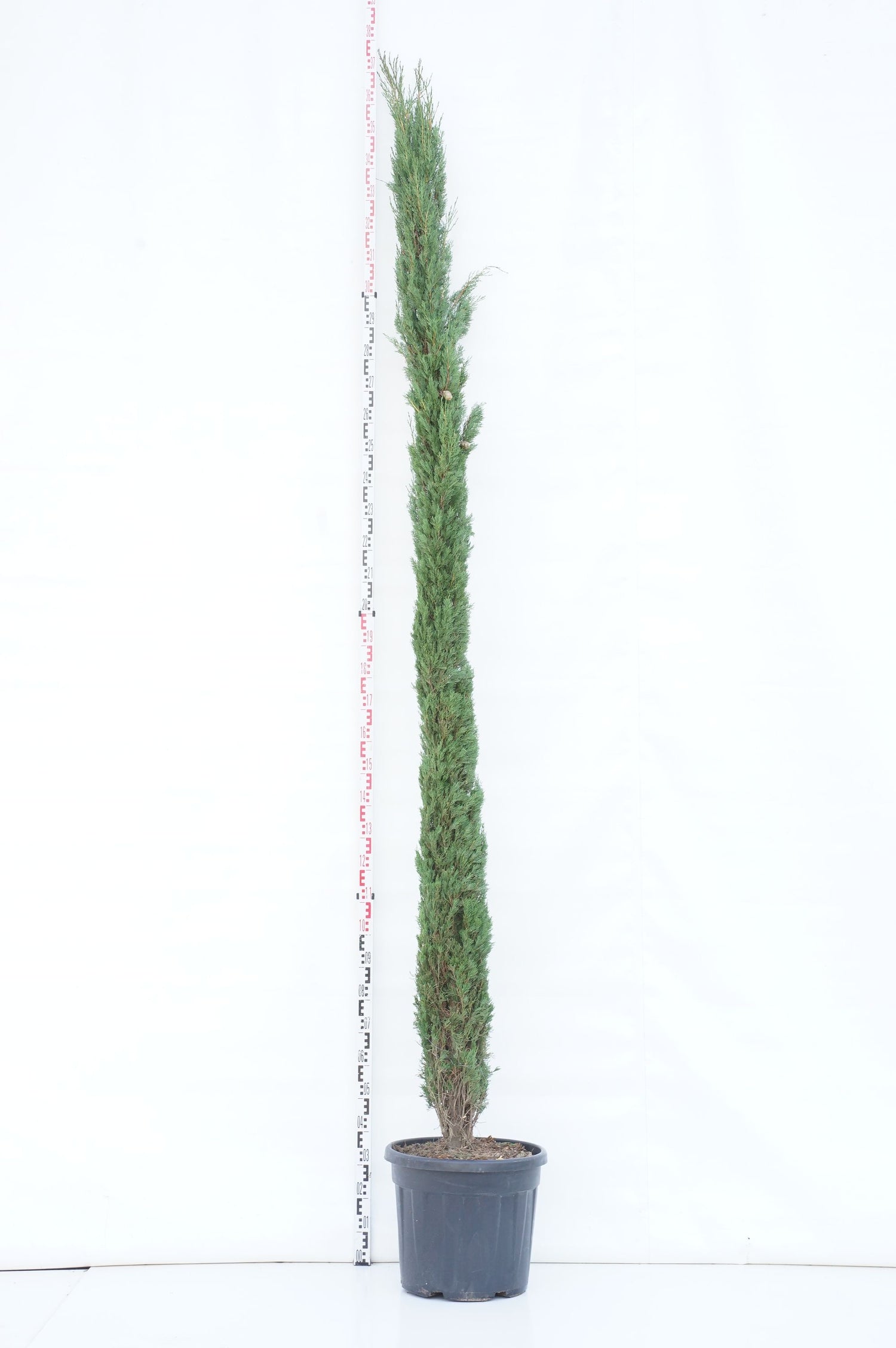 Cypress semp. &