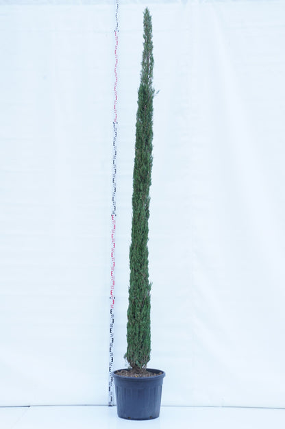 TW-2802966