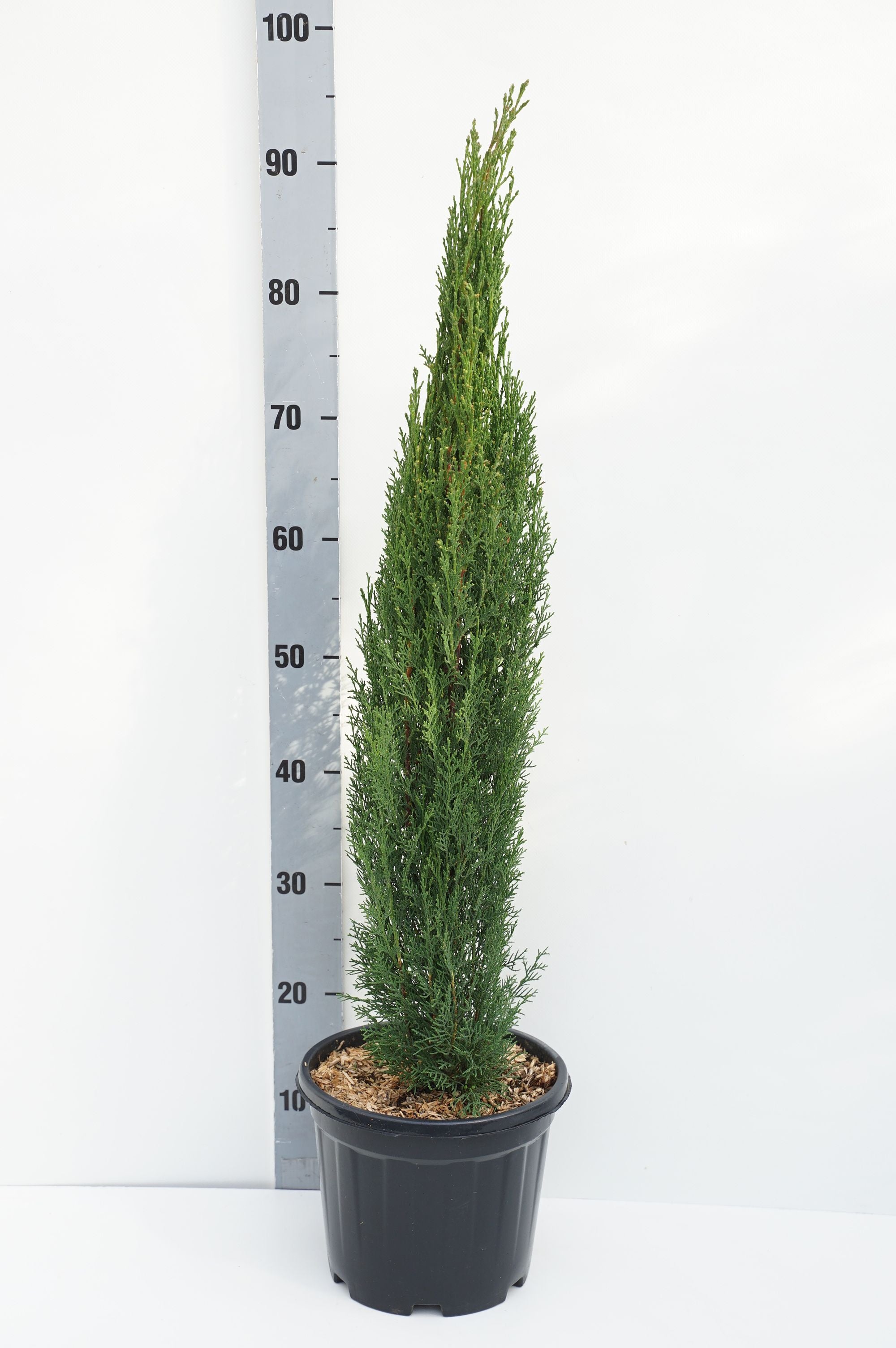 Cypress semp. &