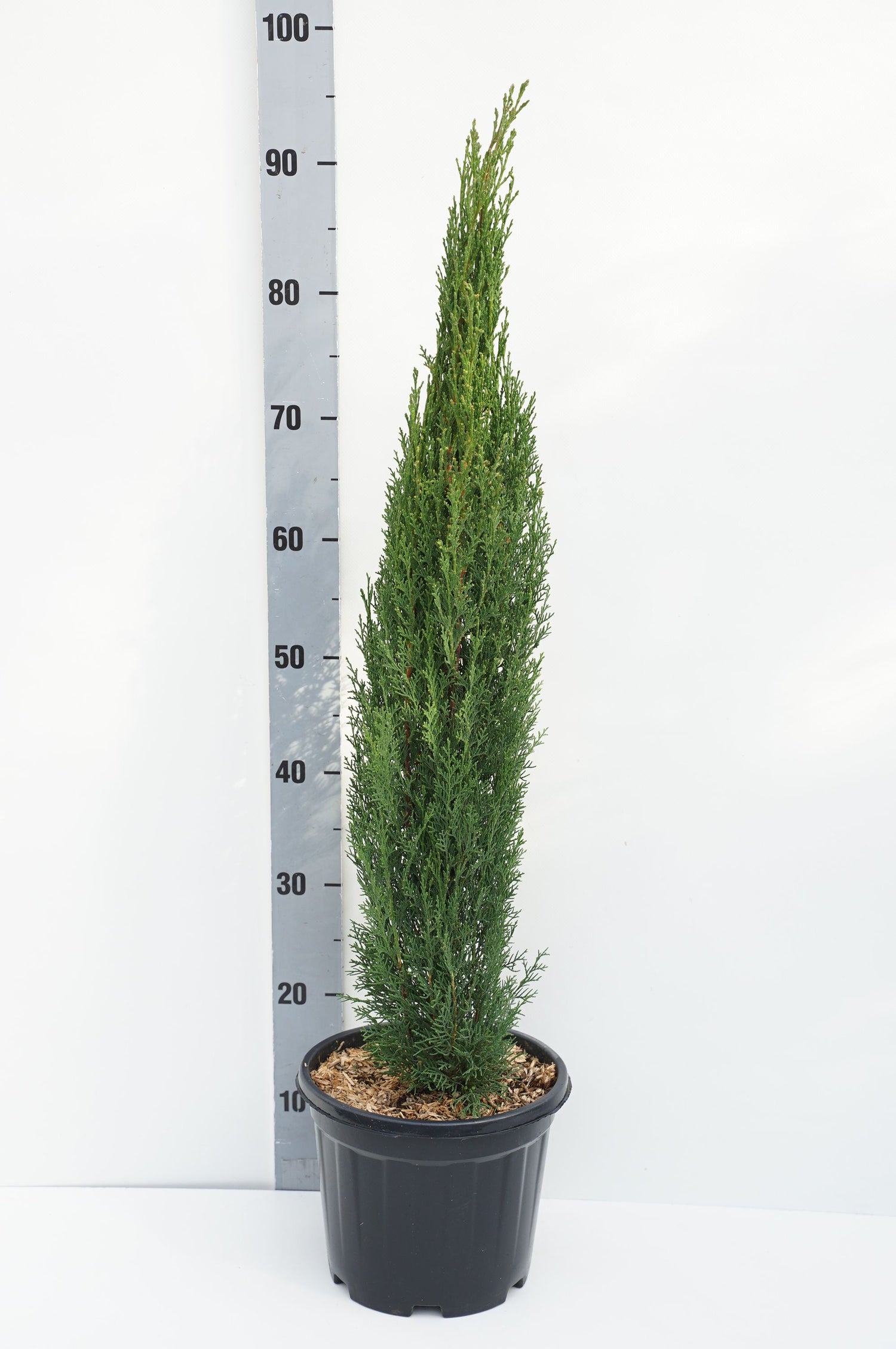 Cypress semp. &