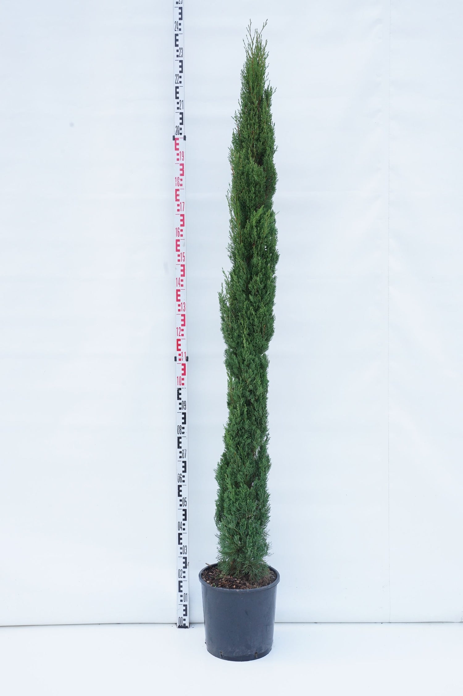 Cypress semp. &
