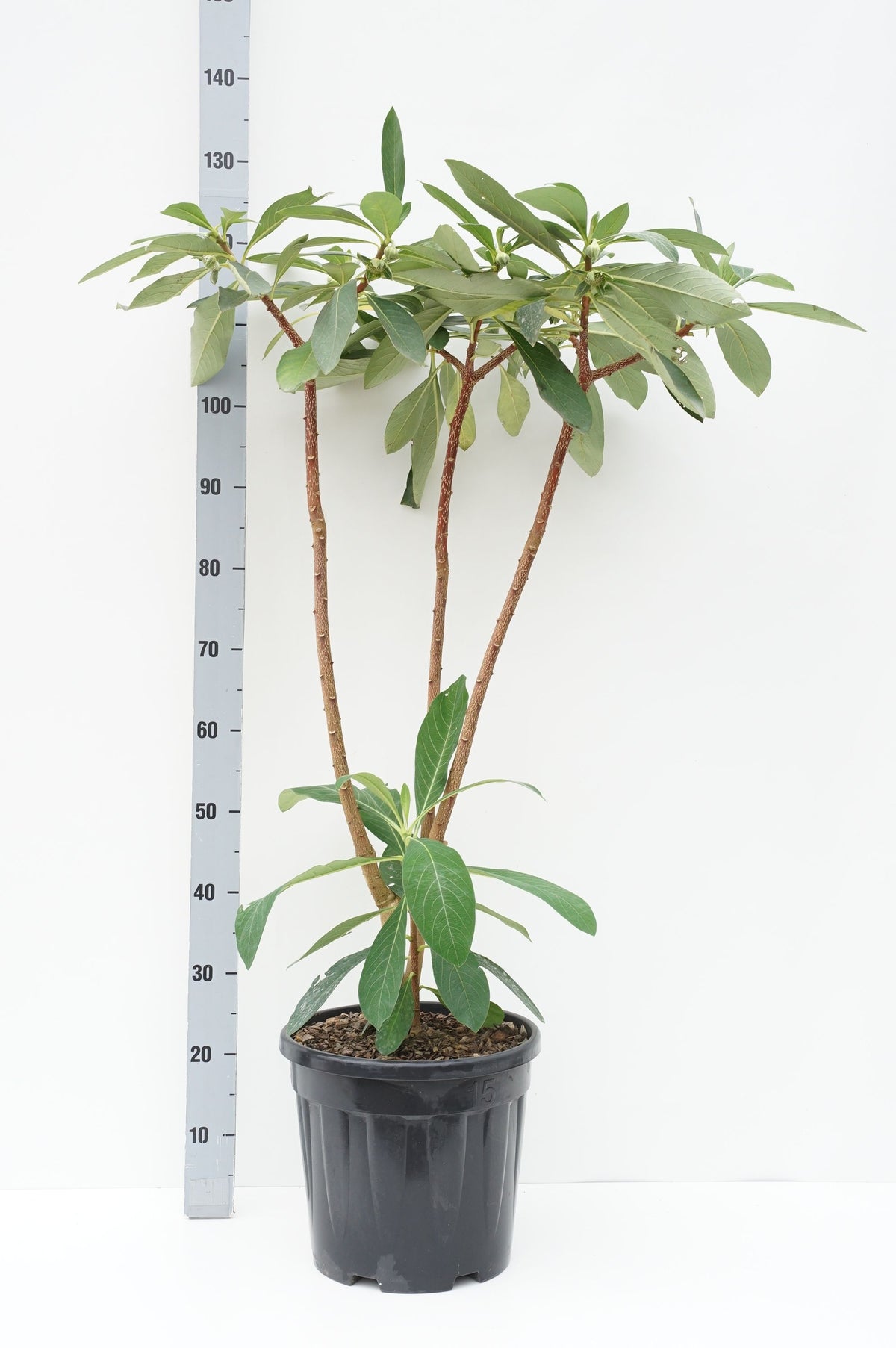 Edgeworthia chrysantha C12 (12 liters kruka) 50-60 cm