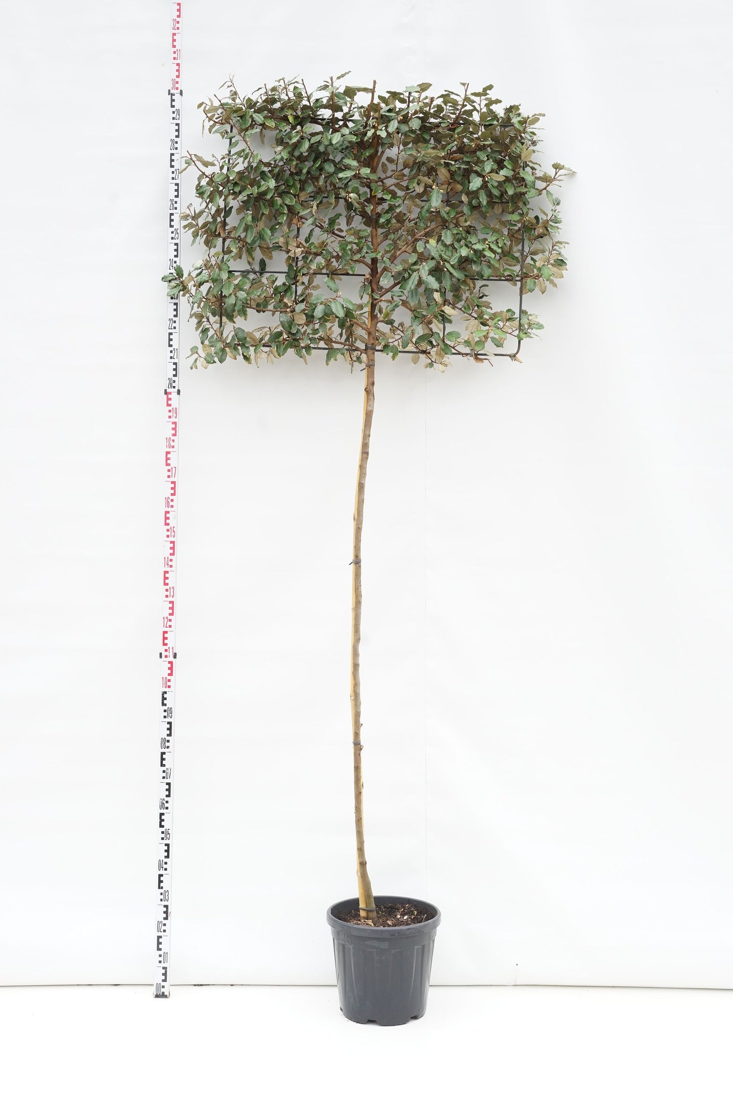 Elaeagnus ebb. &