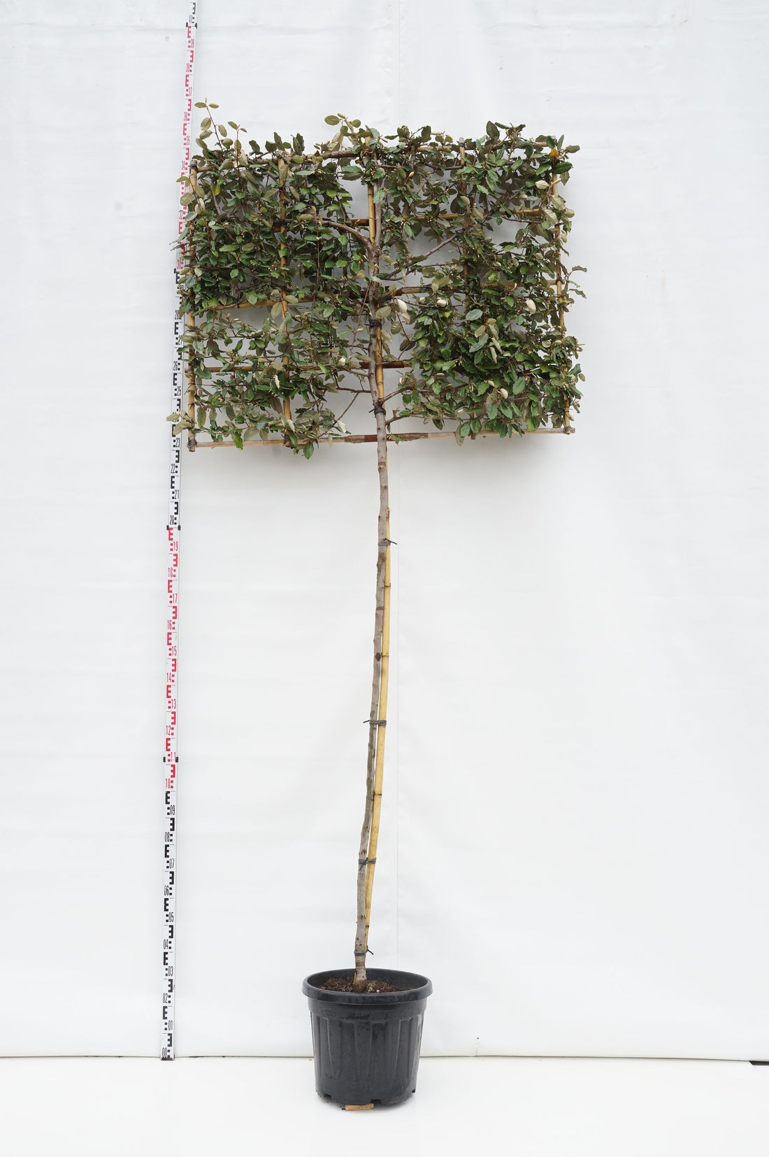 Silverbuske ebbingei (espalier) - 200 ST 10-12 CM C50