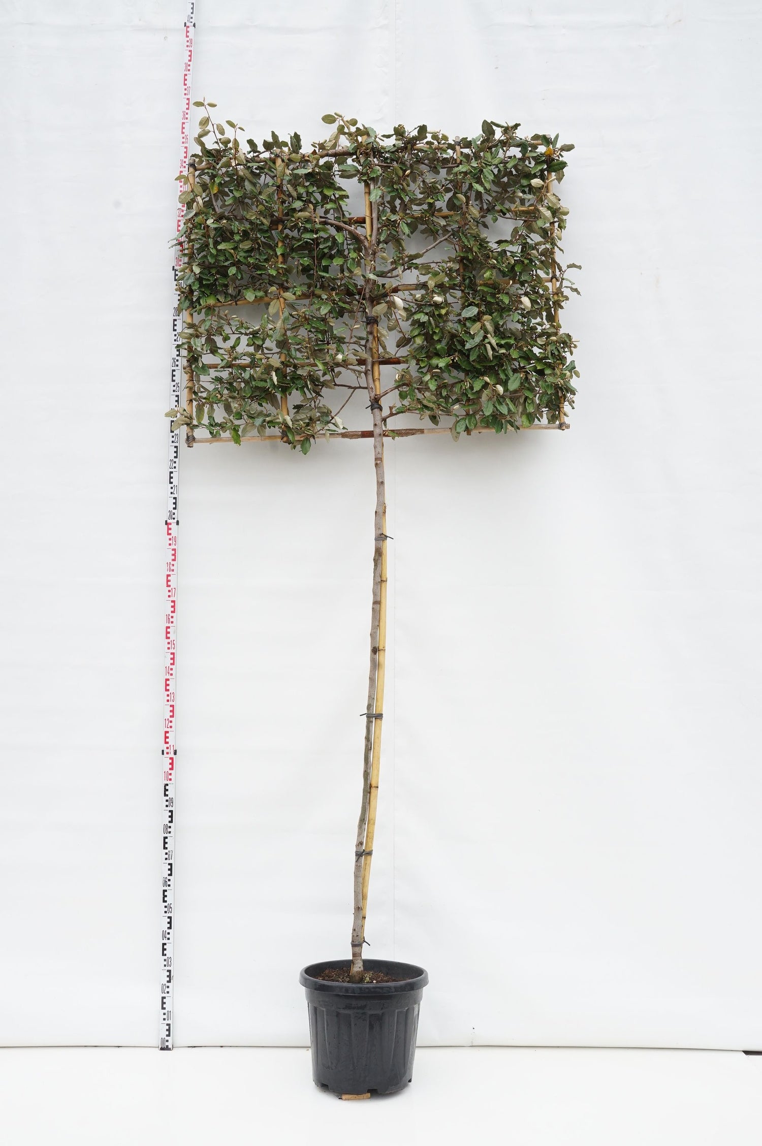 Silverbuske ebbingei (espalier) - 200 ST 10-12 CM C50