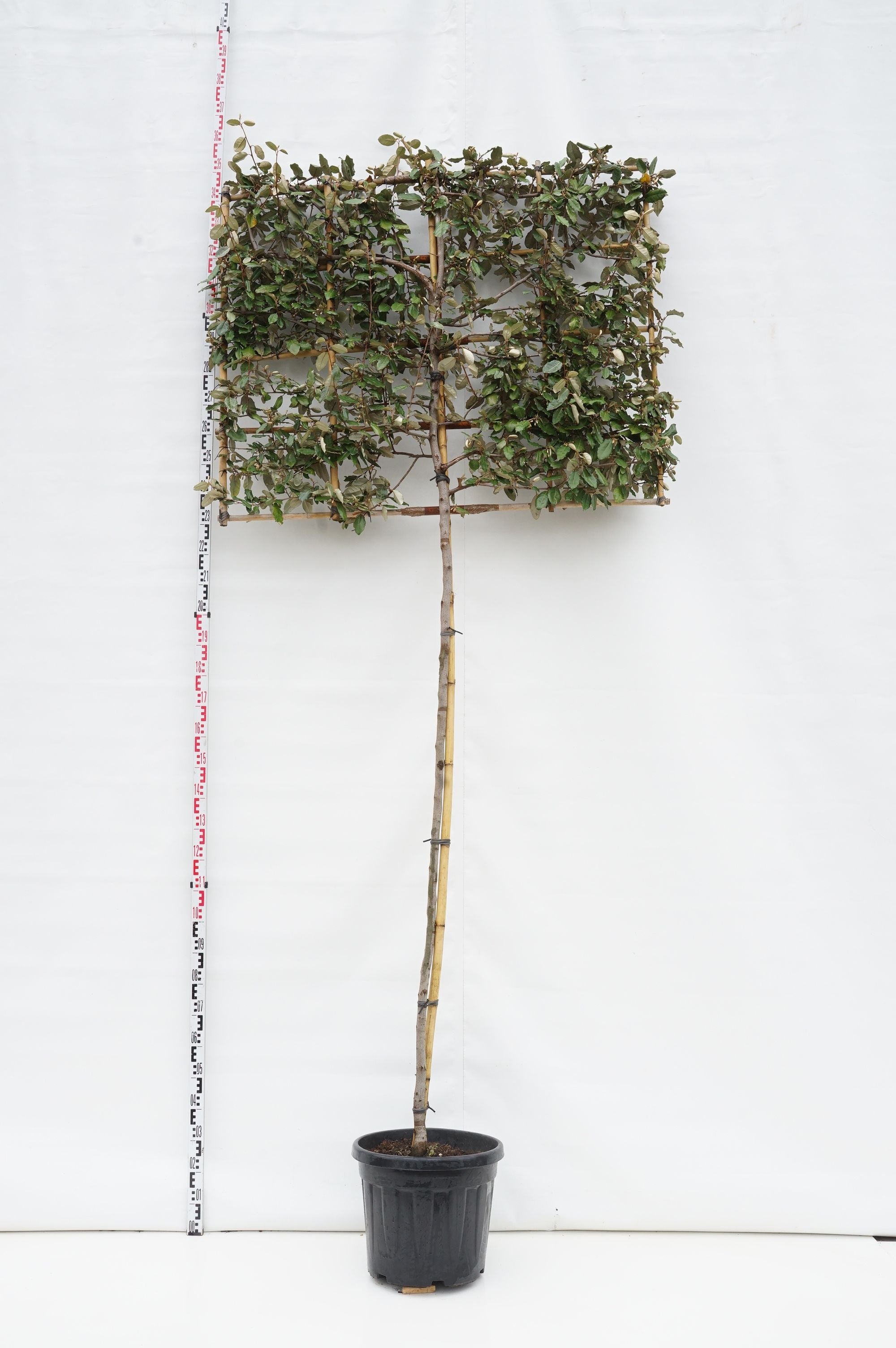 Silverbuske ebbingei (espalier) - 200 ST 10-12 CM C50