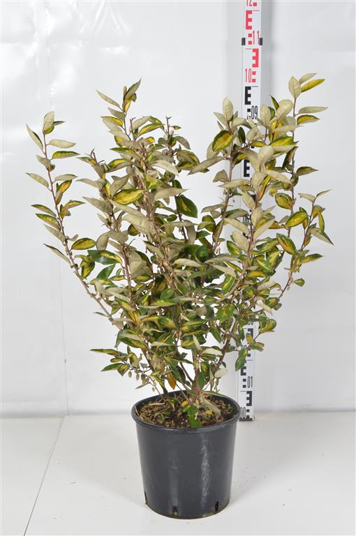 Elaeagnus ebb. &