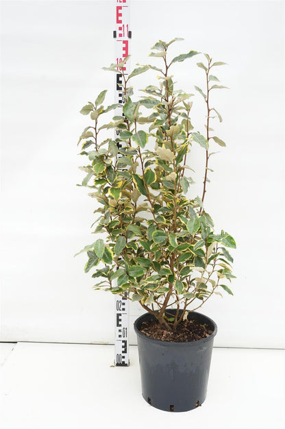 Elaeagnus ebb. &