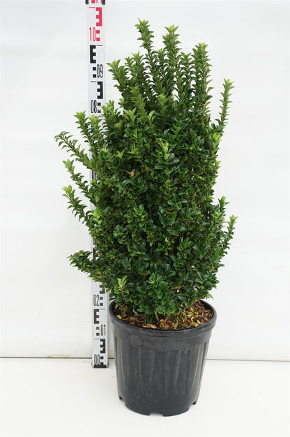 Euonymus japonicus &