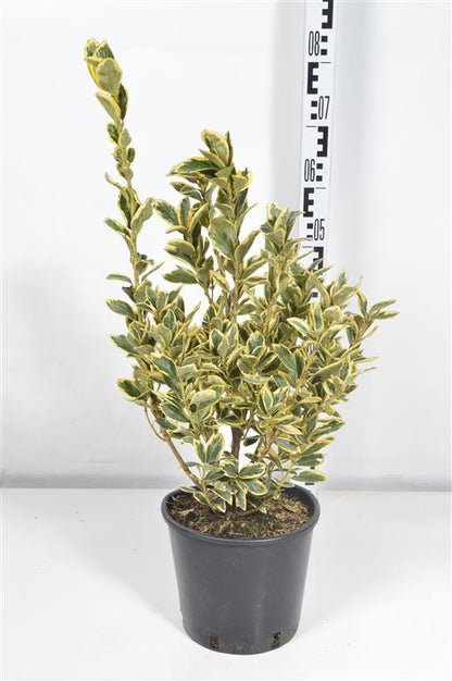 Euonymus japonicus &