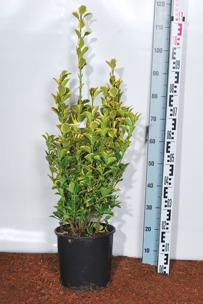 Euonymus jap. &