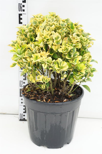 Euonymus jap. &