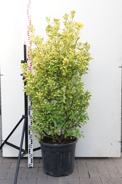 Euonymus jap. &