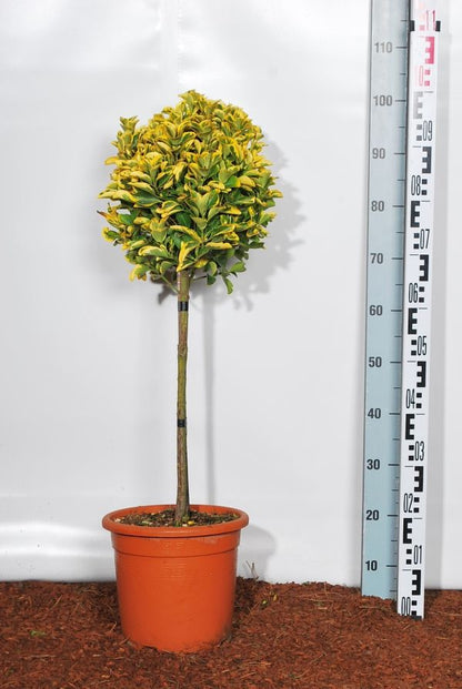 Euonymus jap. &