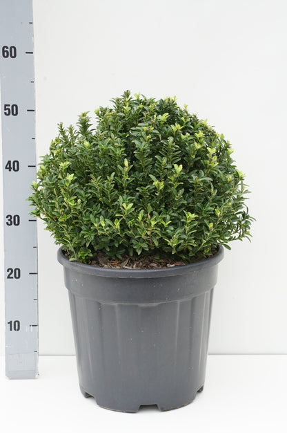 Euonymus japonicus &