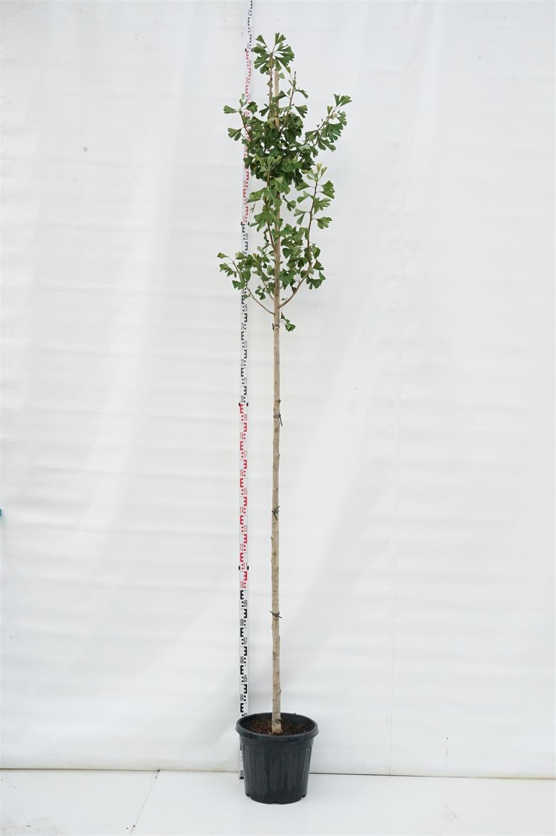 Ginkgo biloba - 10-12 CM STAND C35