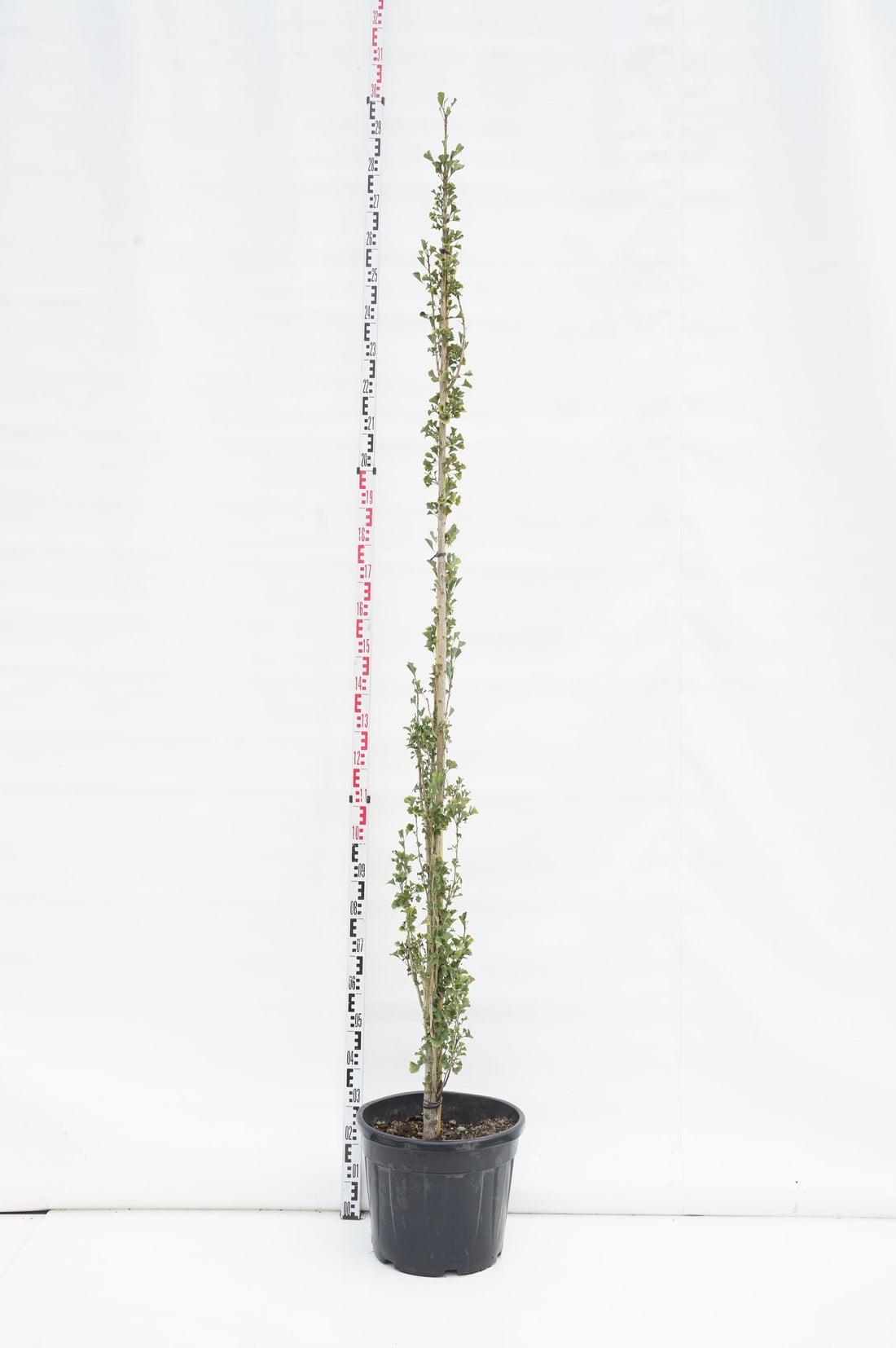 Ginkgo bil. &