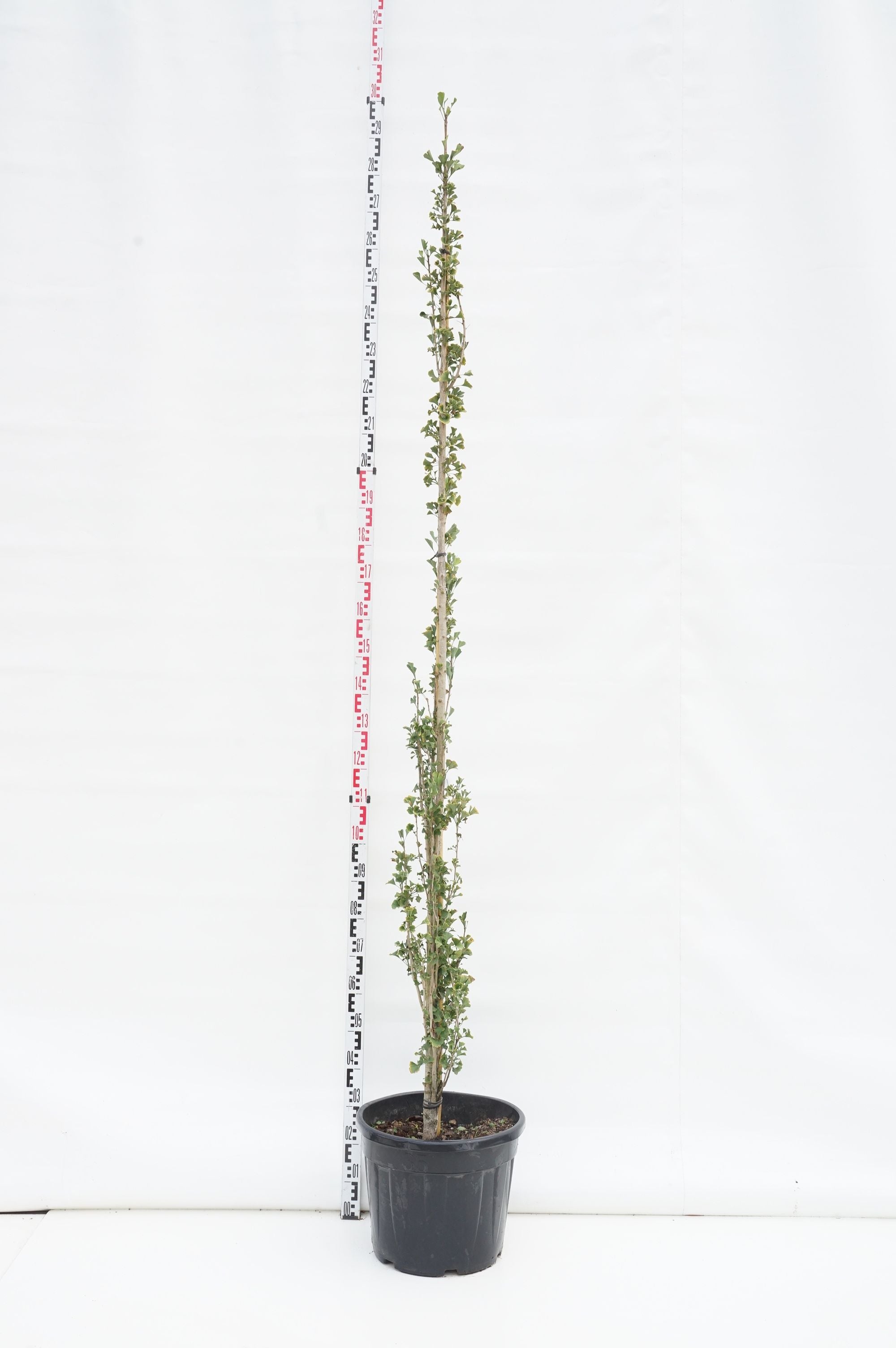 Ginkgo bil. &