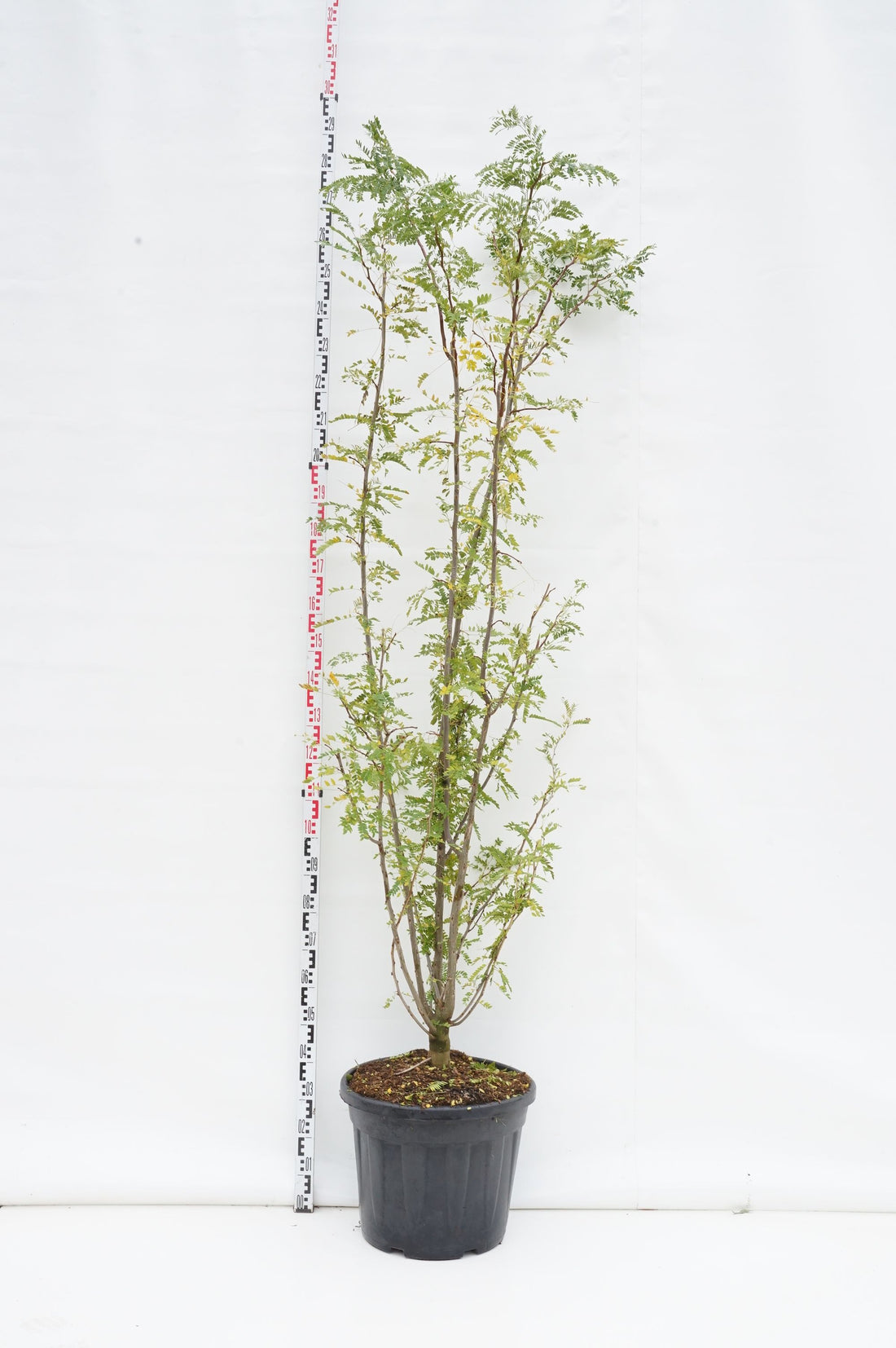 Korstörne triacanthos inermis - C55 200-250 CM