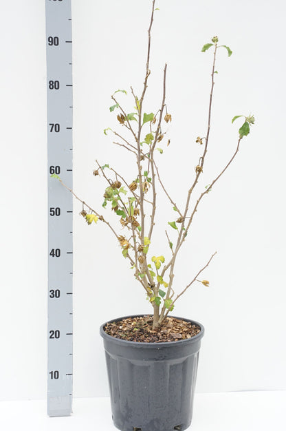 Hibiscus syriacus &