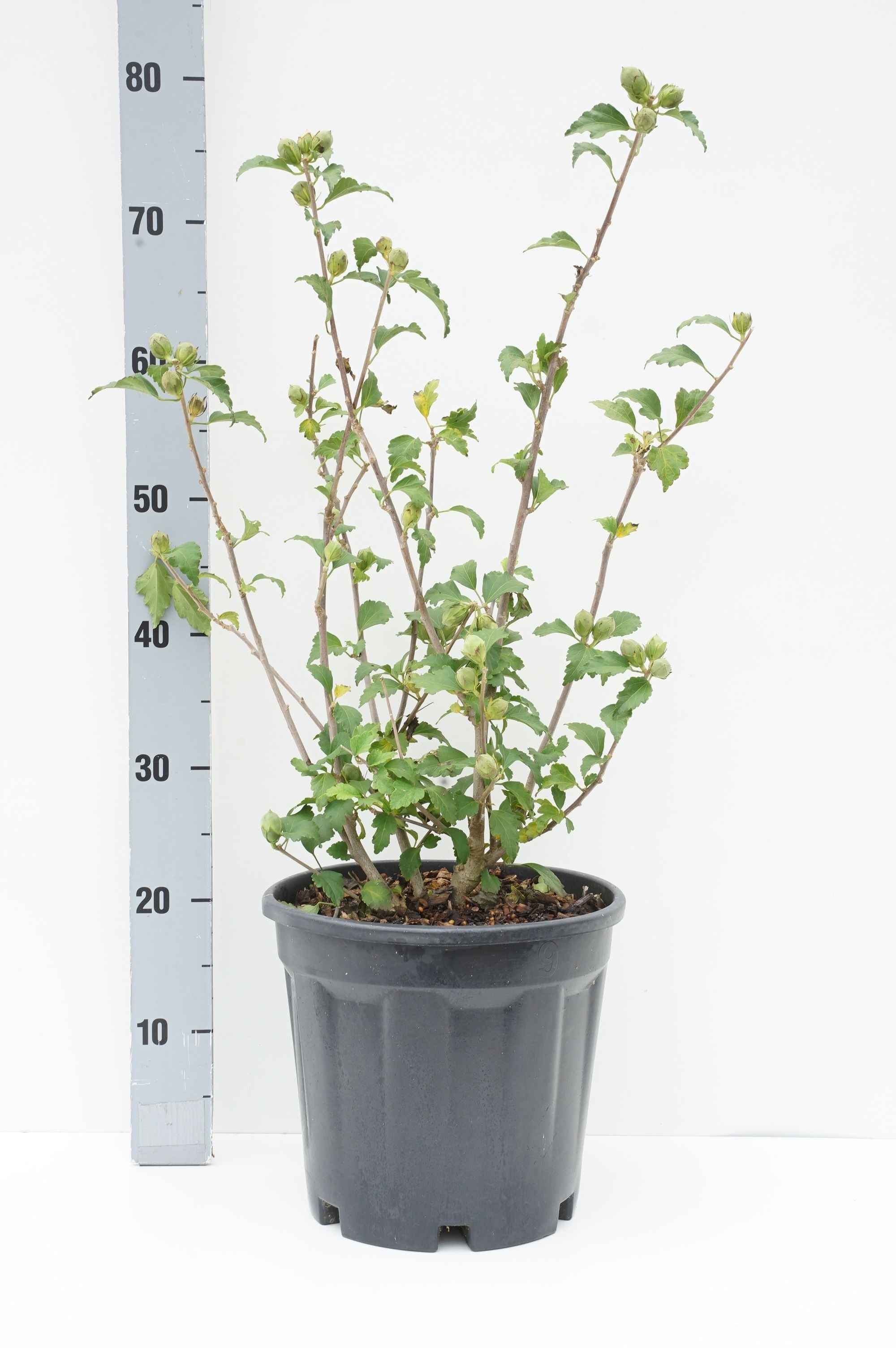 Hibiscus syriacus &
