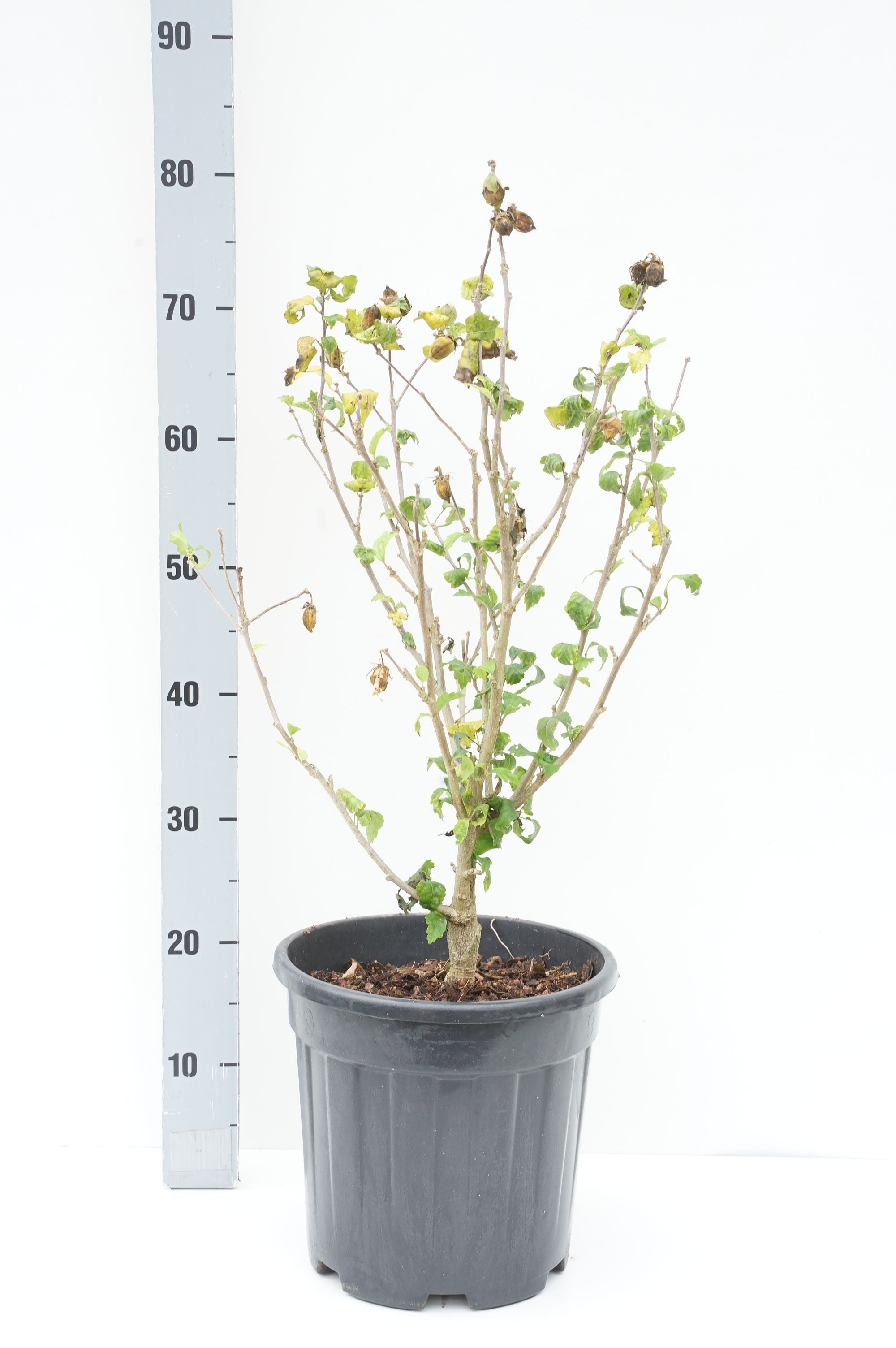 Hibiscus syriacus &