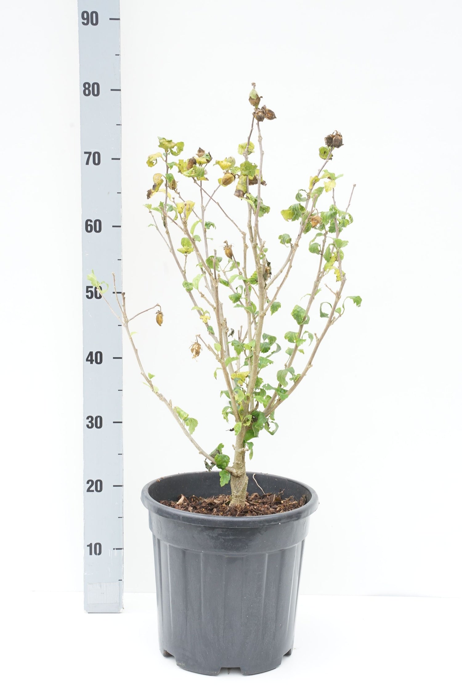 Hibiscus syriacus &