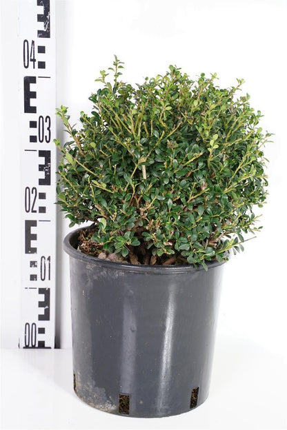 Ilex crenata &