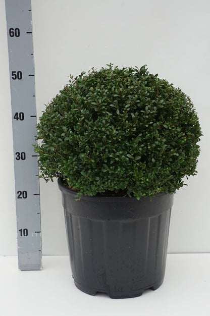 Ilex crenata &