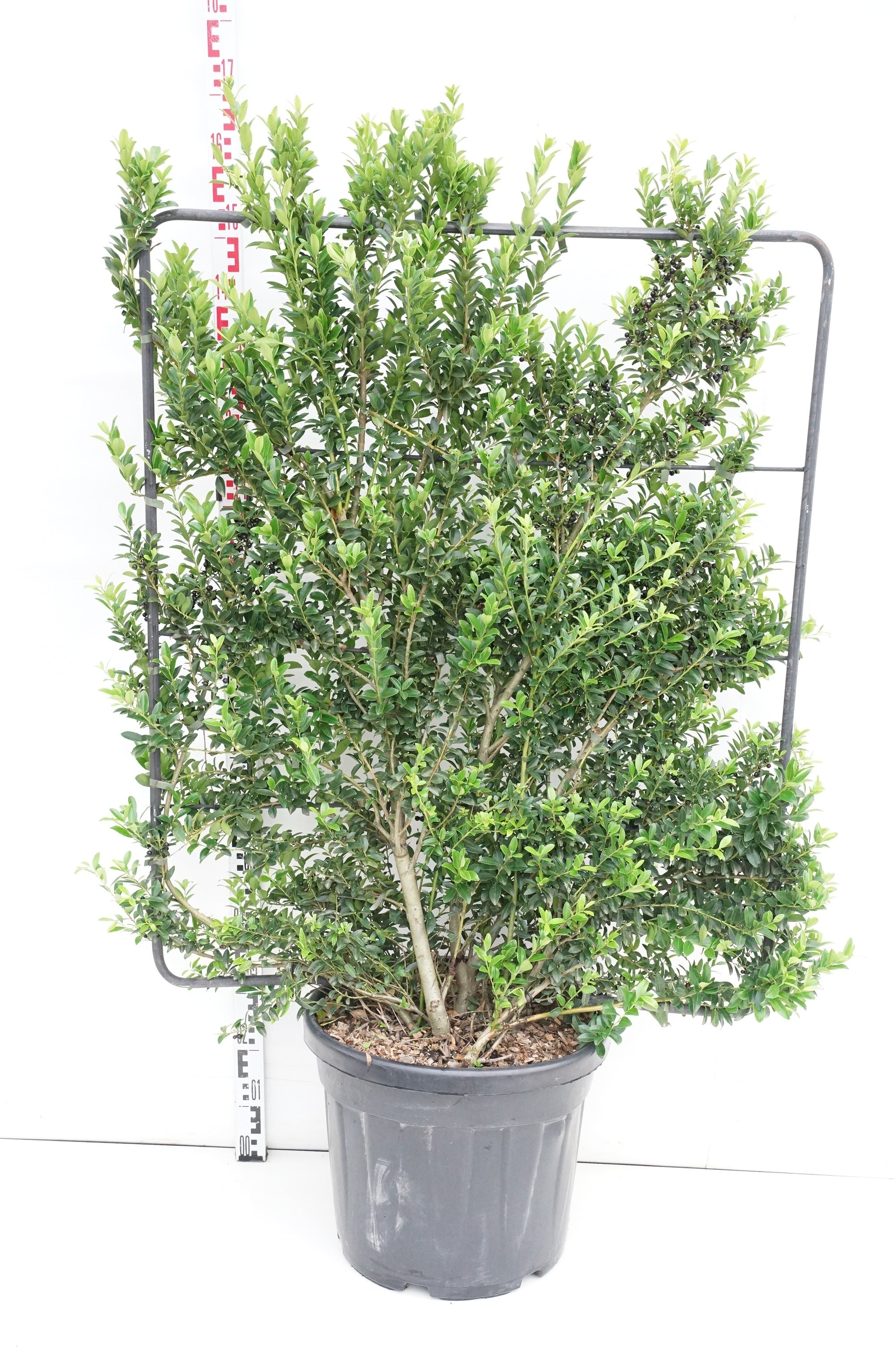 Järnek maximowicziana - C45 ESPAL. 120H100W