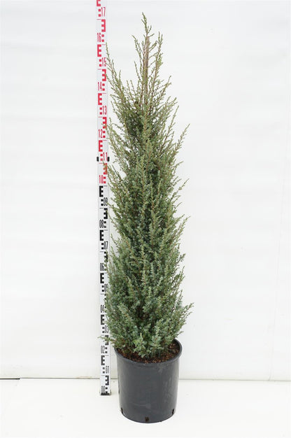 Juniperus comm. &