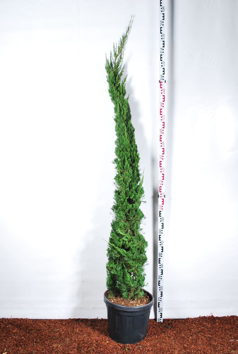 Juniperus chin. &