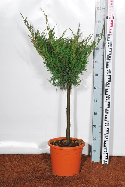 Juniperus pf. &
