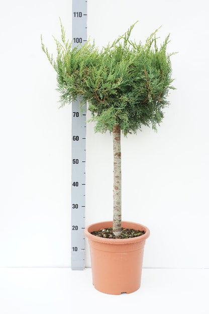 Juniperus pf. &