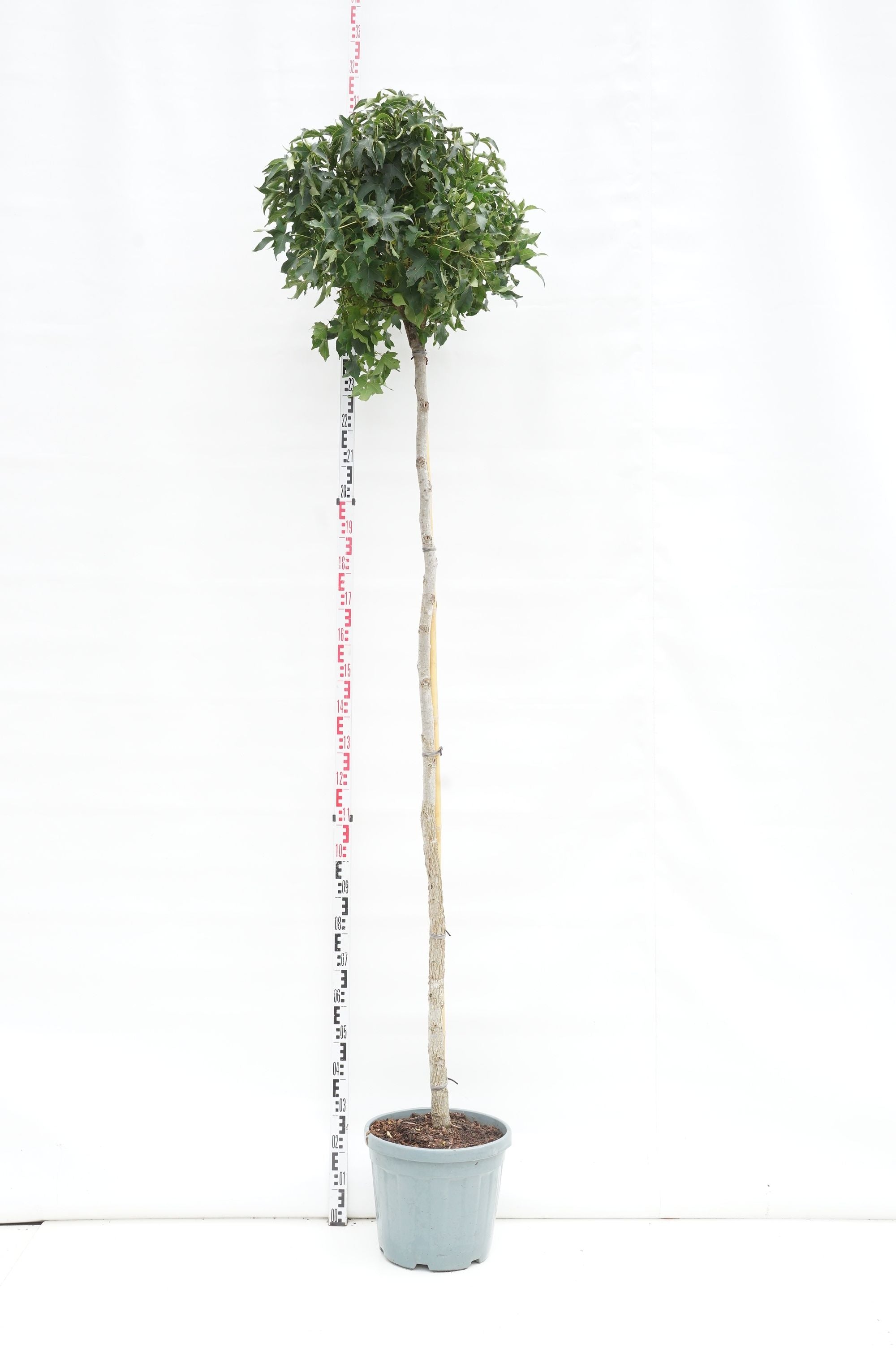 Liquidambar st. &