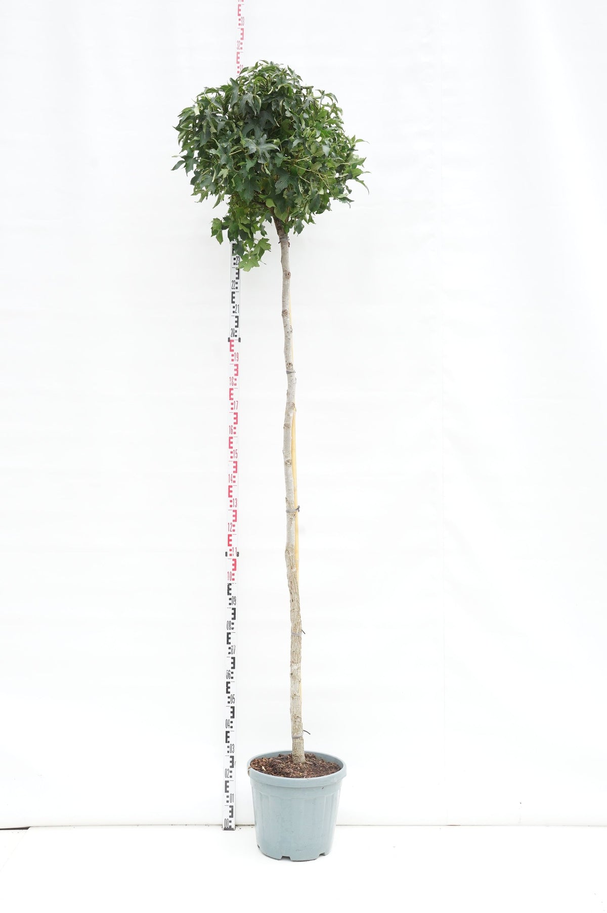 Liquidambar st. &