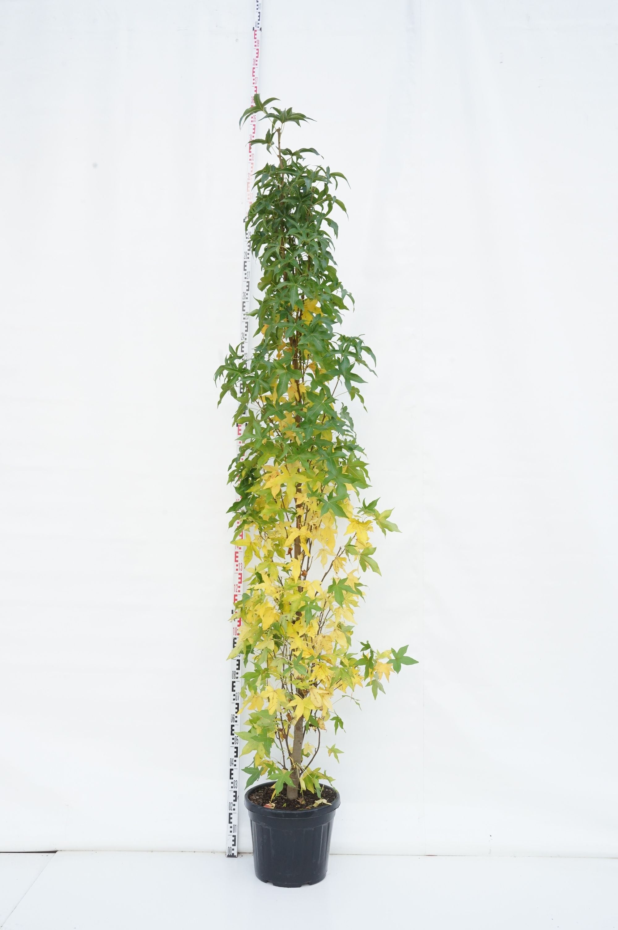 Amerikansk ambra st. &