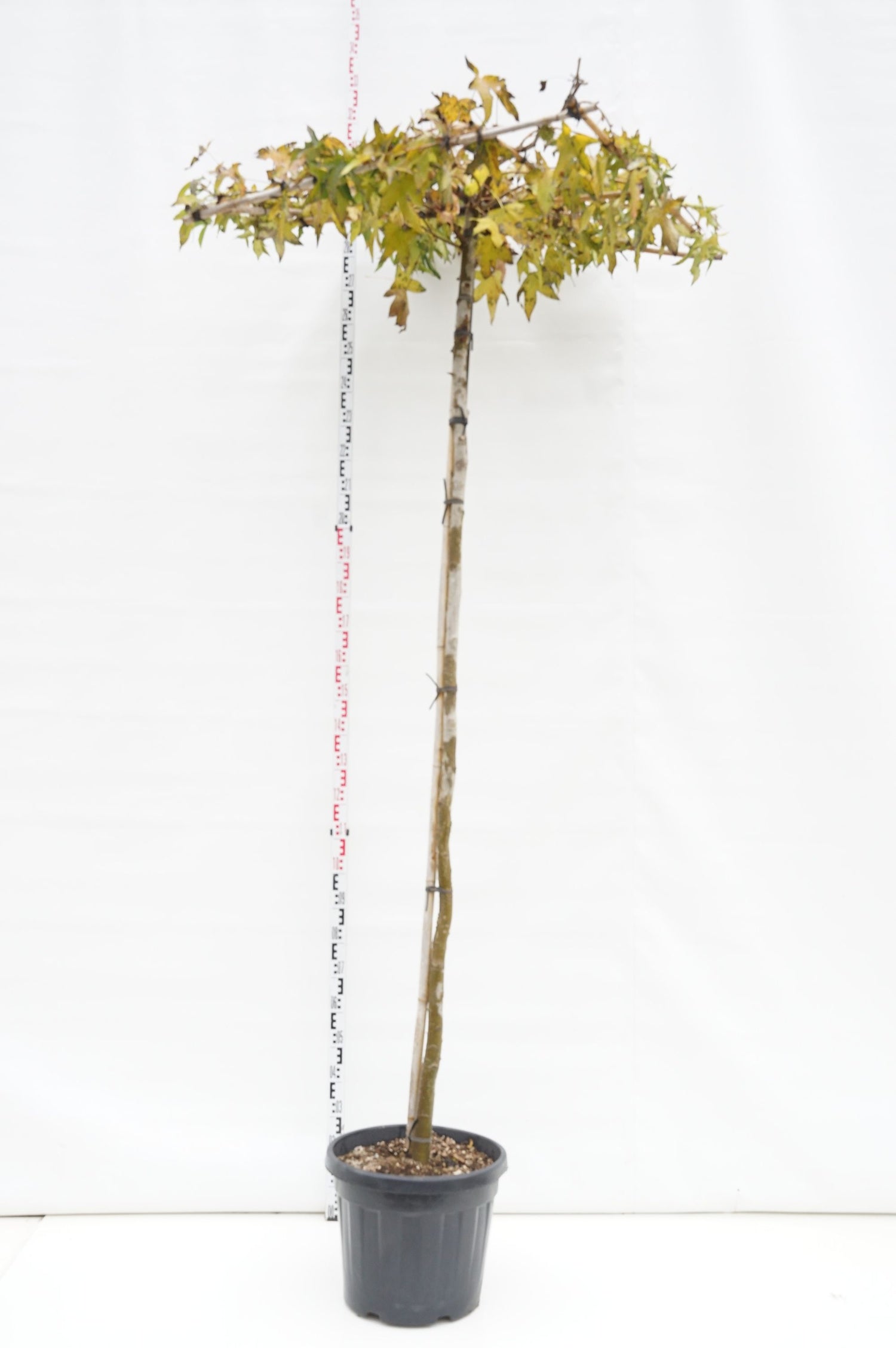 Liquidambar styraciflua (takformad) - Stam 240 cm, omkrets 12-14 cm, C50 (50 liters kruka)