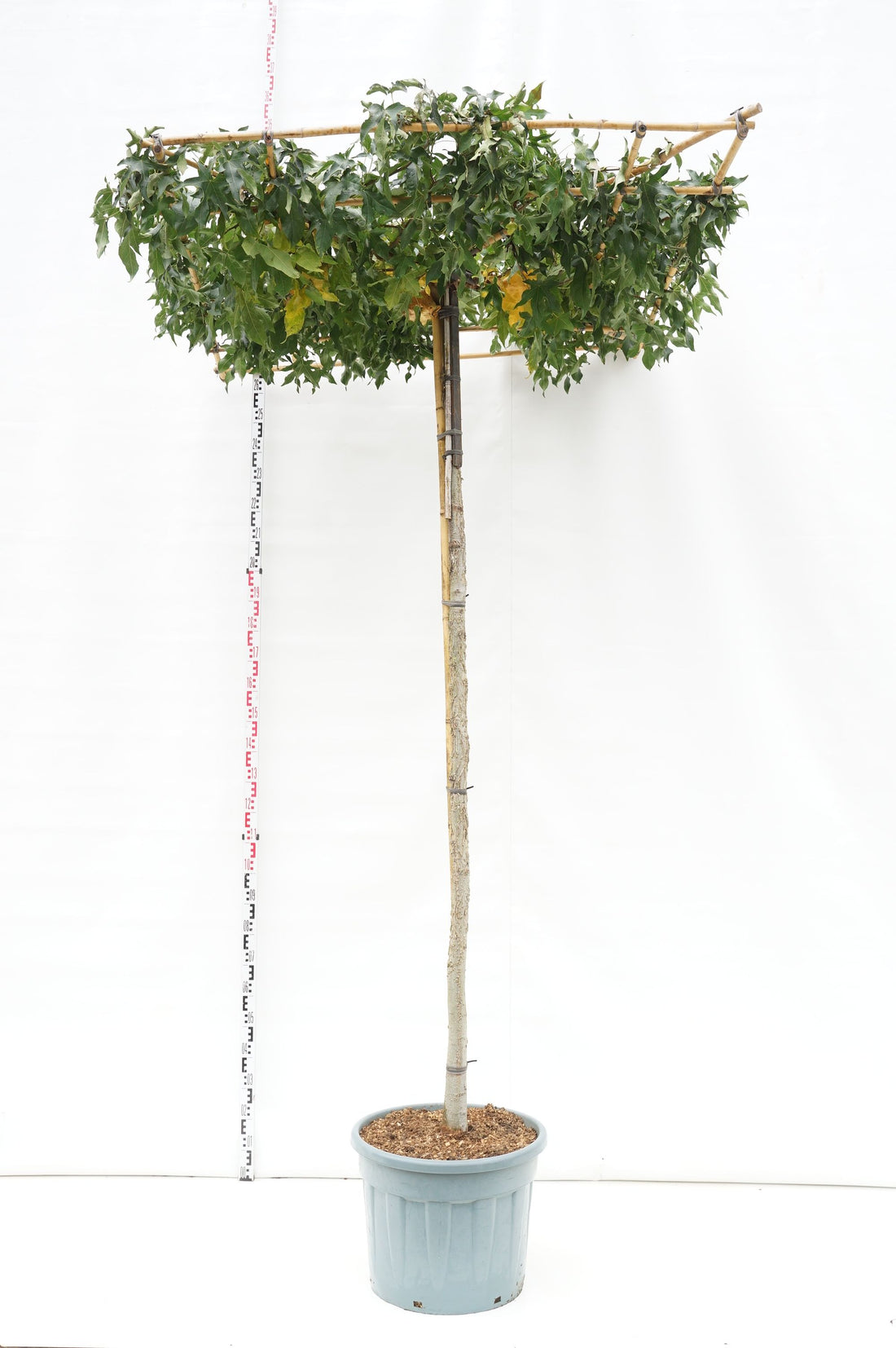 Amerikansk ambra styraciflua (roof) - 240 ST 14-16 CM C70