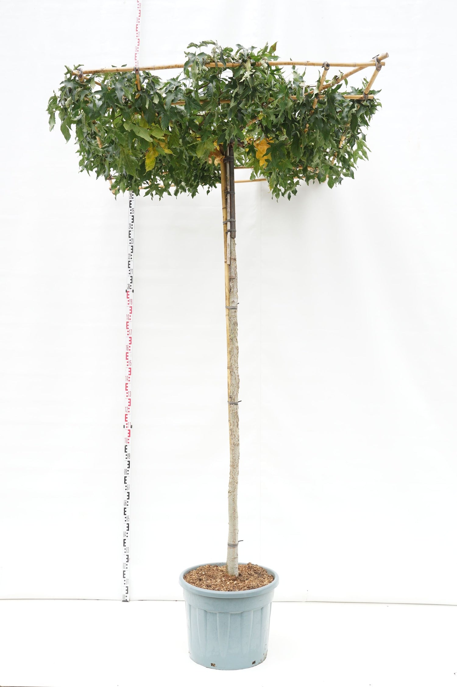 Amerikansk ambra styraciflua (roof) - 240 ST 14-16 CM C70