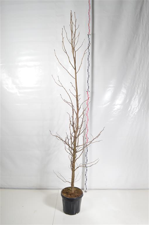 Amerikansk ambra styraciflua - C30 250-300 CM
