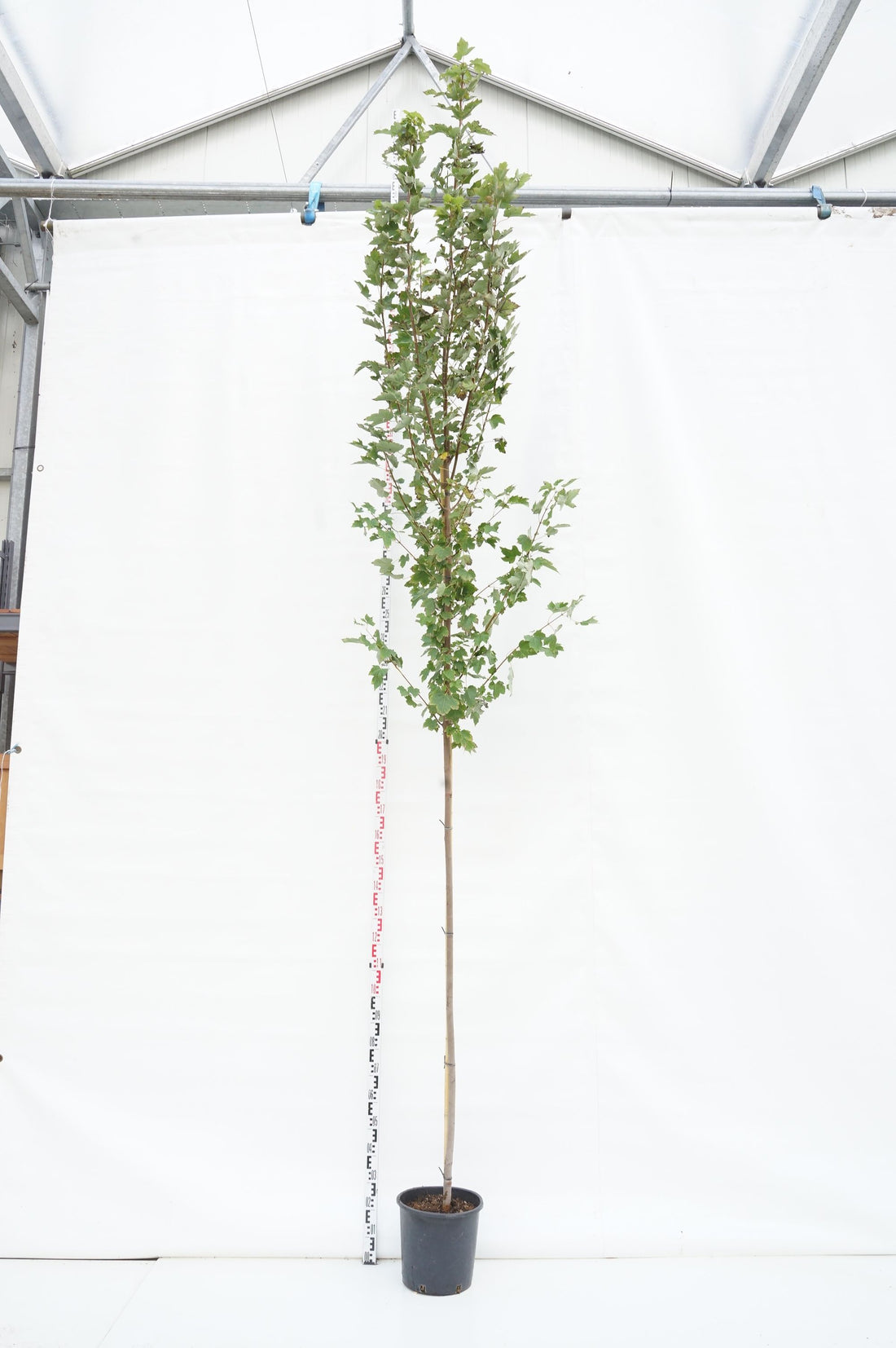 Amerikansk ambra styraciflua - C55 300-350 CM FEAT