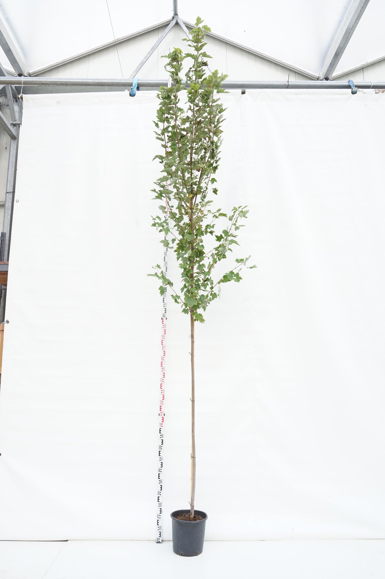 Amerikansk ambra styraciflua - C55 300-350 CM FEAT