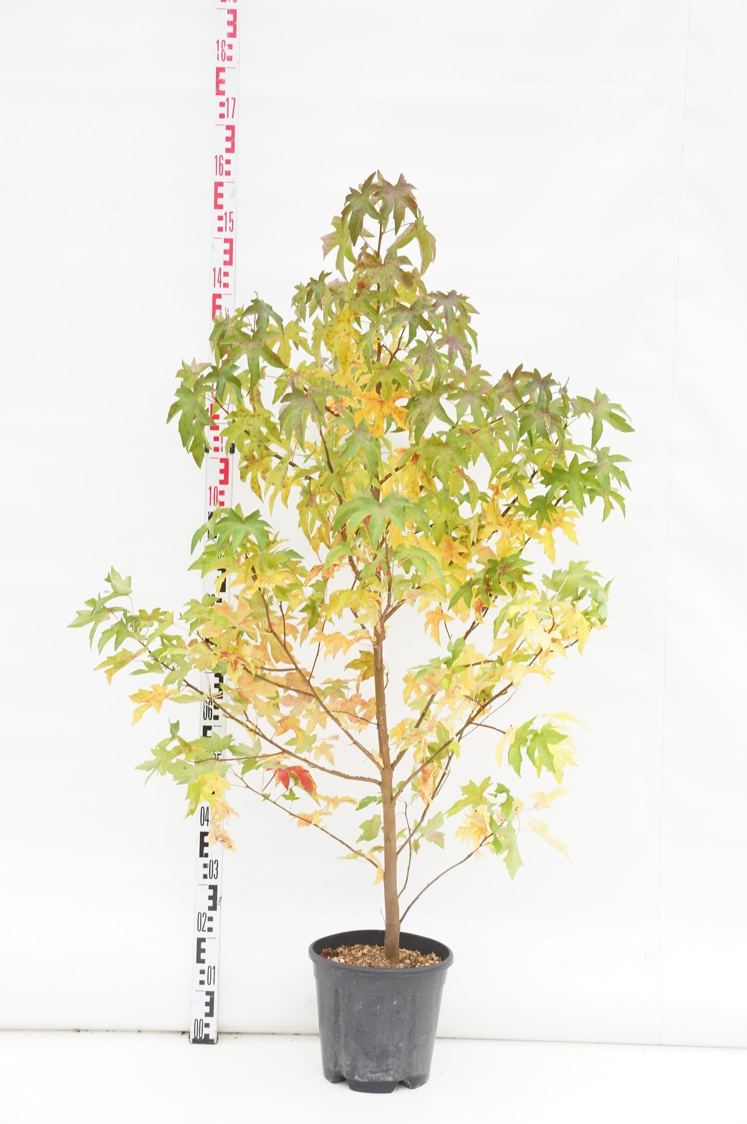 Amerikansk ambra styraciflua - C10 125-150 CM
