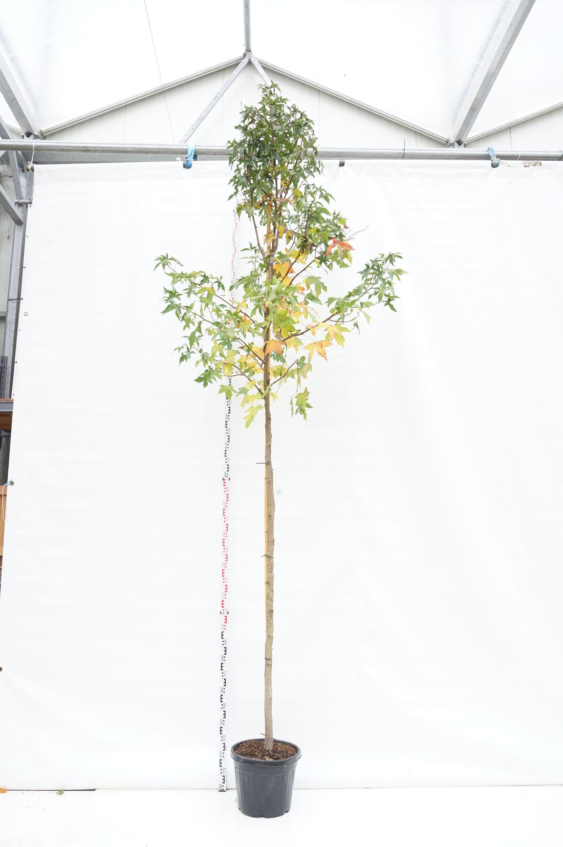 Amerikansk ambra styraciflua - 10-12CM STAND C30