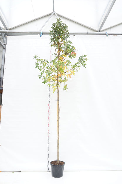Liquidambar styraciflua - 10-12 cm stam, C30 (30 liters kruka)