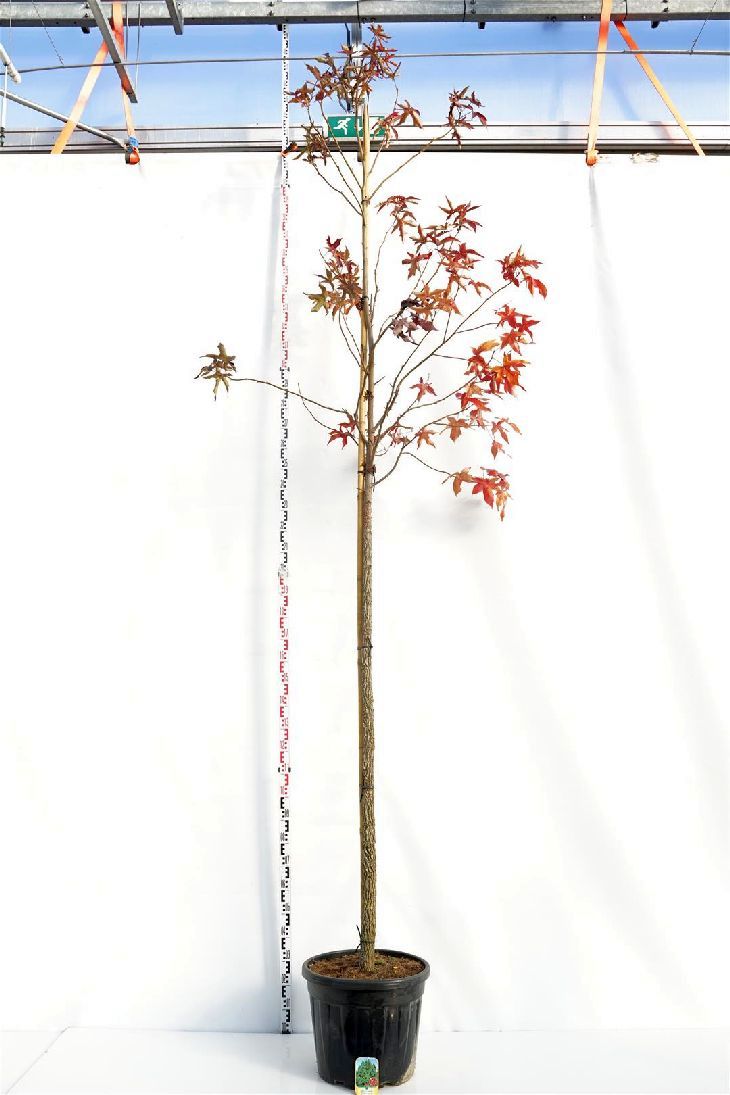 Amerikansk ambra styraciflua - 12-14 CM STAND C55